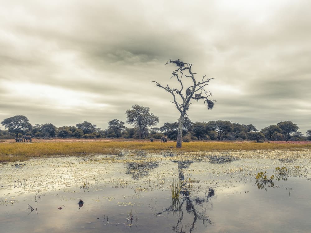 African Wilderness Reflection by Dora Artemiadi — canvas wall art