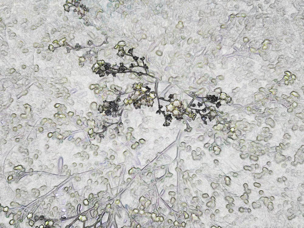 Delicate Floral Sketch by Santhosh ch — canvas wall art