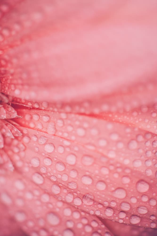 Soft Pink Bloom by Javier Pardina — canvas wall art