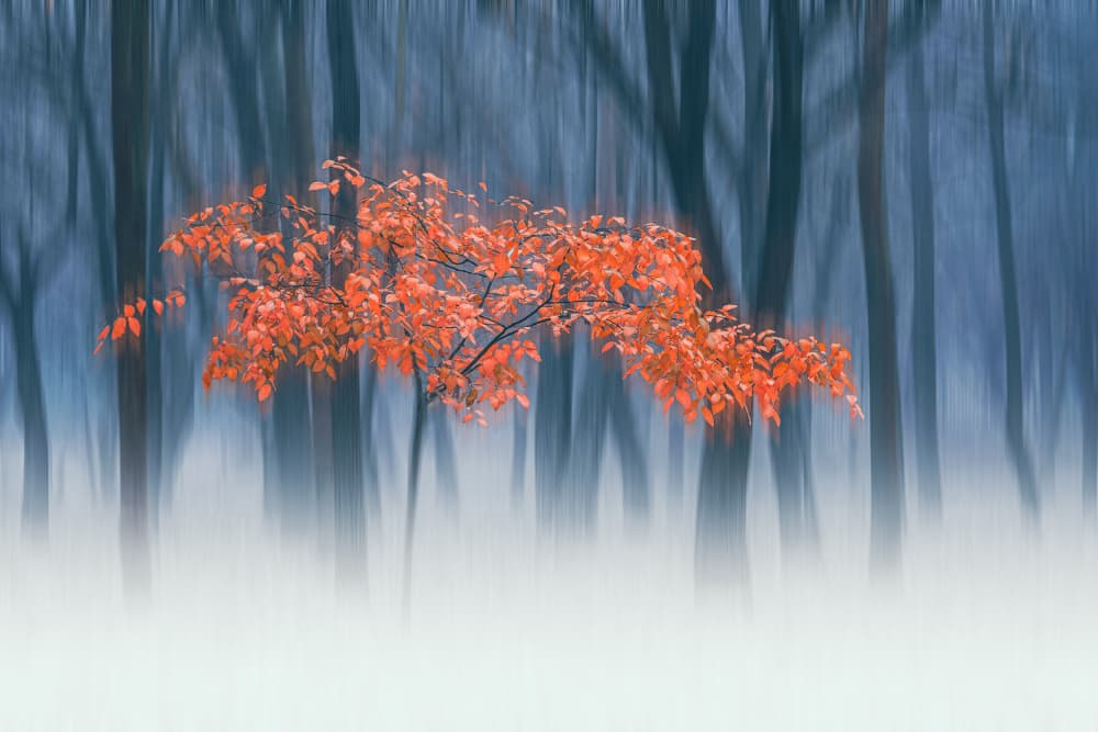 Ethereal Orange Forest by Simon H — canvas wall art