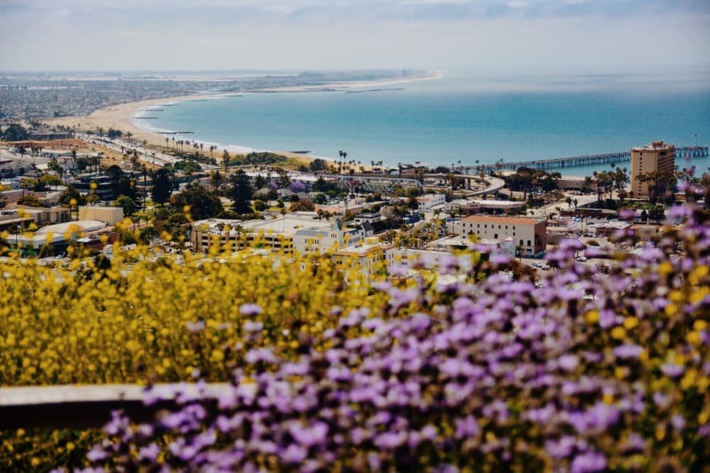 Seaside City Flowers by Del Mundo Imagery — canvas wall art