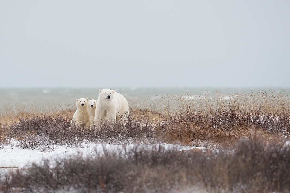 Polar Bear Family Winter by Marco Pozzi — canvas wall art