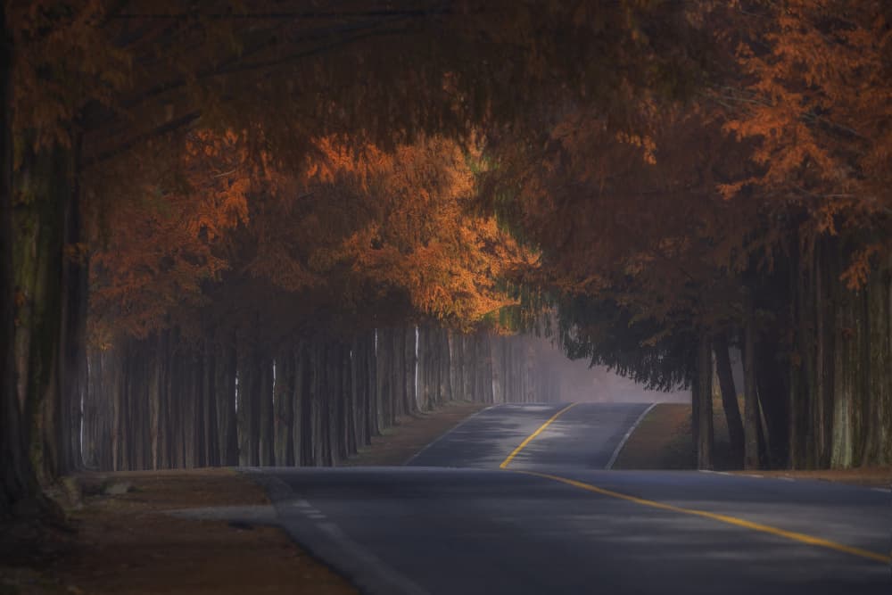 Misty Autumn Road by Tiger Seo — canvas wall art