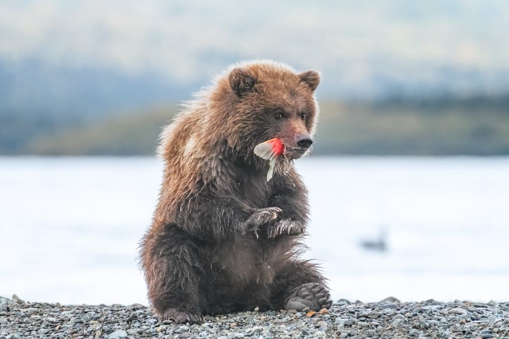 Grizzly Cub Eats Salmon by Siyu_Wei APA — canvas wall art