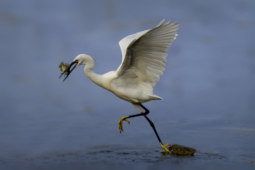 Egret Catches Fish by Mallal Moshe — canvas wall art