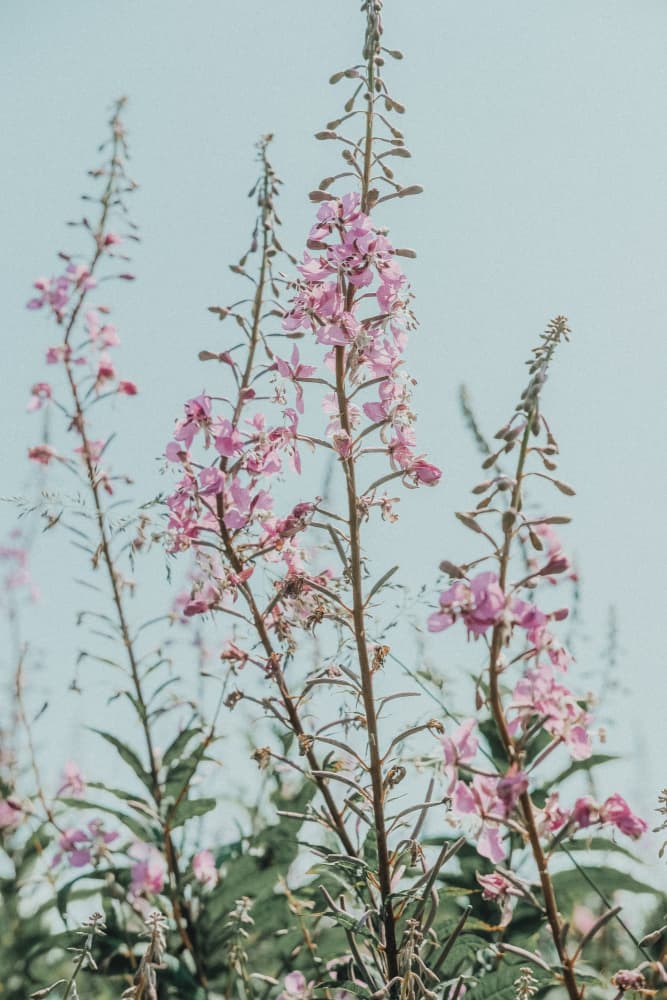 Pink Summer Wildflowers by Olivia Joy StClaire — canvas wall art