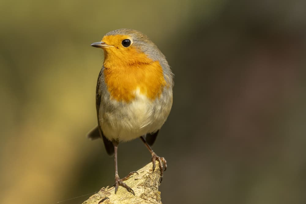 Vibrant Garden Robin by Caroline Wirtz — canvas wall art