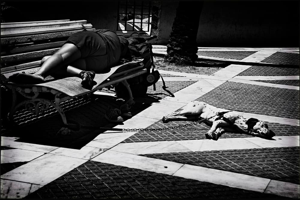 Street Dog Nap by Ina Tänzer — canvas wall art