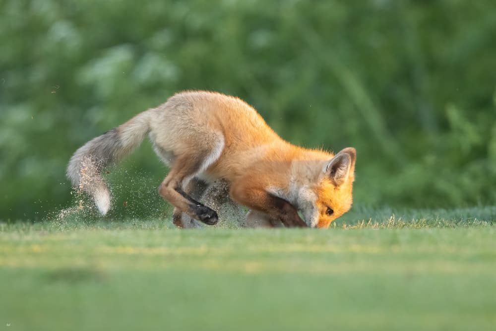 Red Fox Digging by Bill Lu — canvas wall art