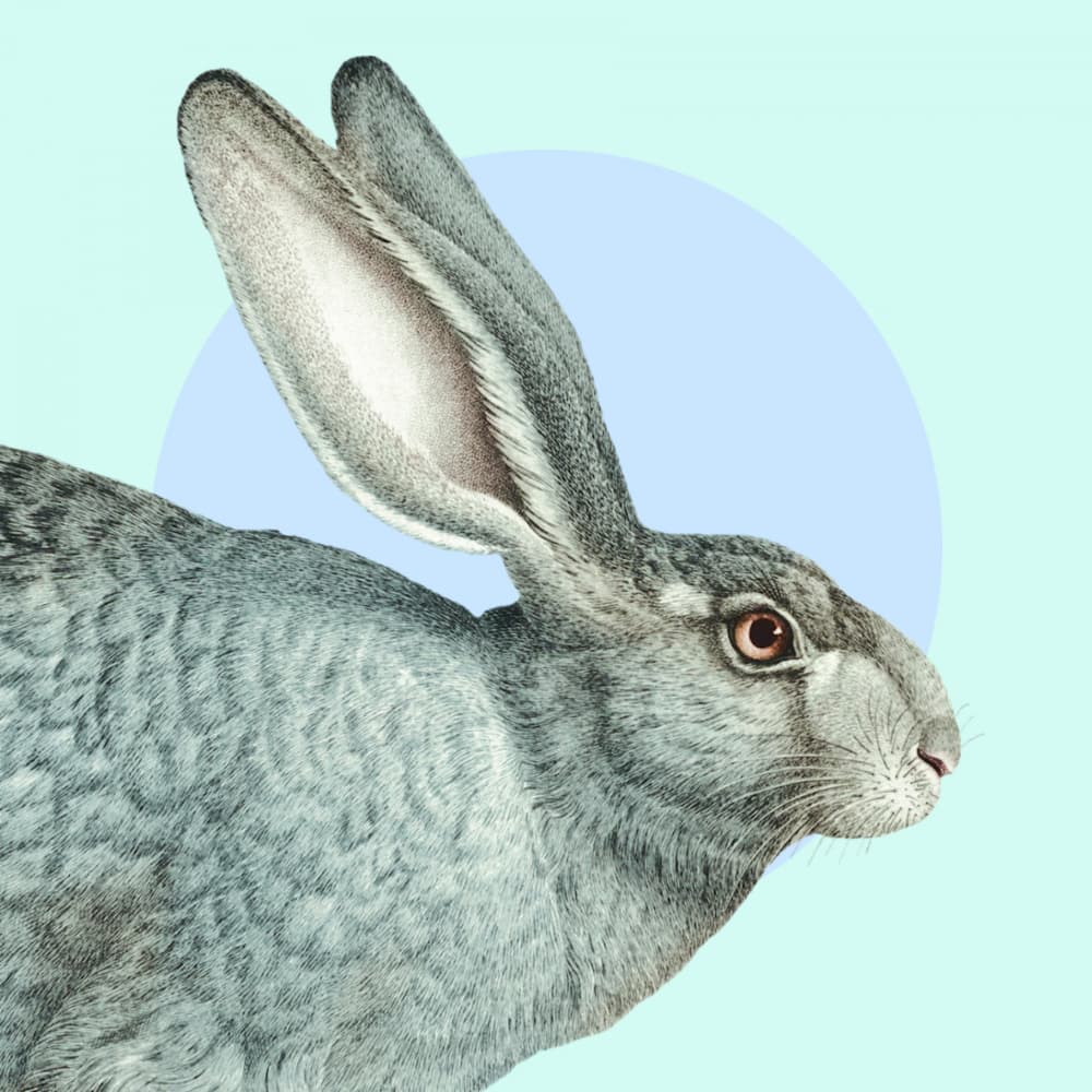 Grey Rabbit Profile by Marja van den Hurk — canvas wall art