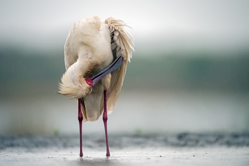 Elegant Spoonbill Preening by Massimo Felici — canvas wall art