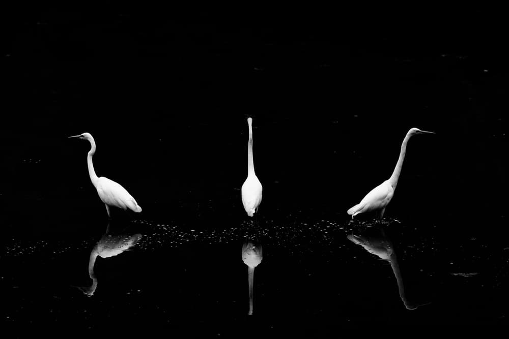 Three Elegant Egrets by Yoshinori Matsui — canvas wall art