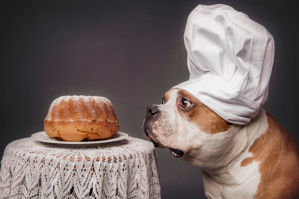Curious Chef Dog by Heike Willers — canvas wall art