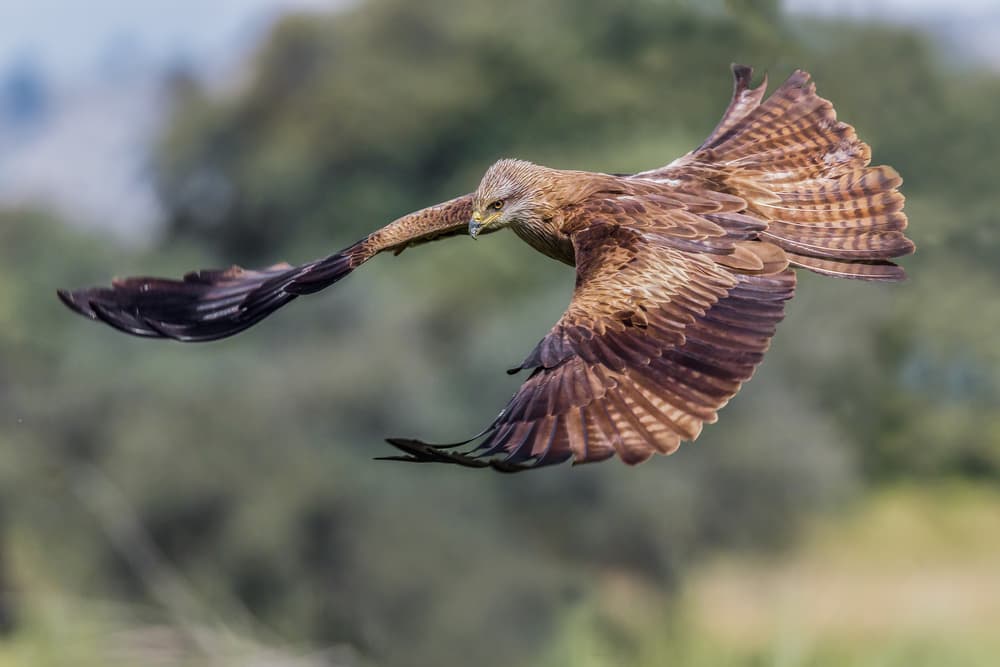 Soaring Brown Kite by Massimo Tamajo — canvas wall art