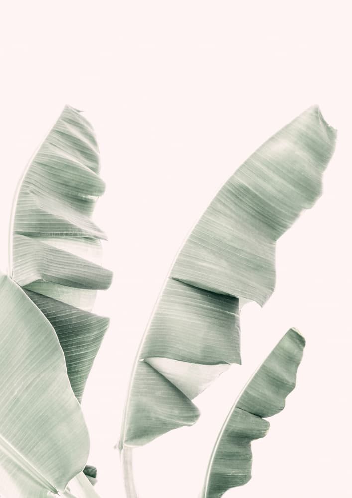 Blush Banana Leaves by Kathrin Pienaar — canvas wall art
