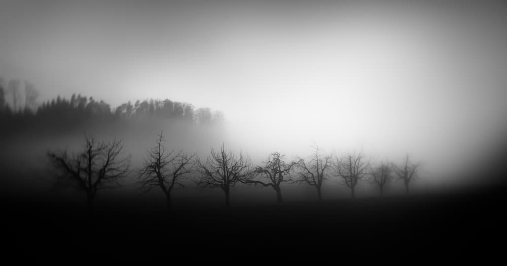 Misty Winter Trees by Nic Keller — canvas wall art