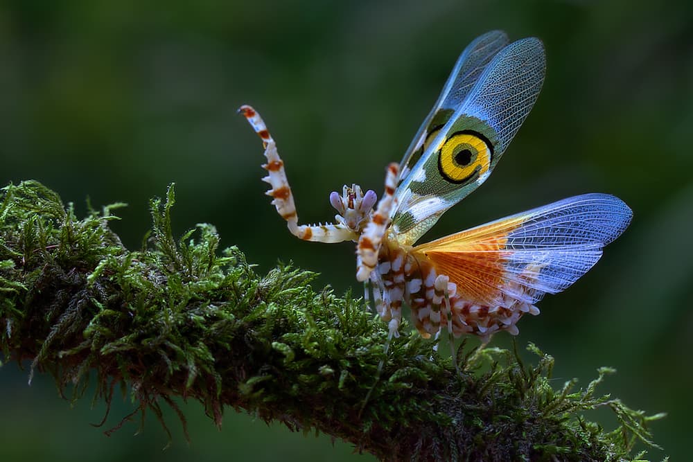 Colorful Winged Mantis by Jimmy Hoffman — canvas wall art