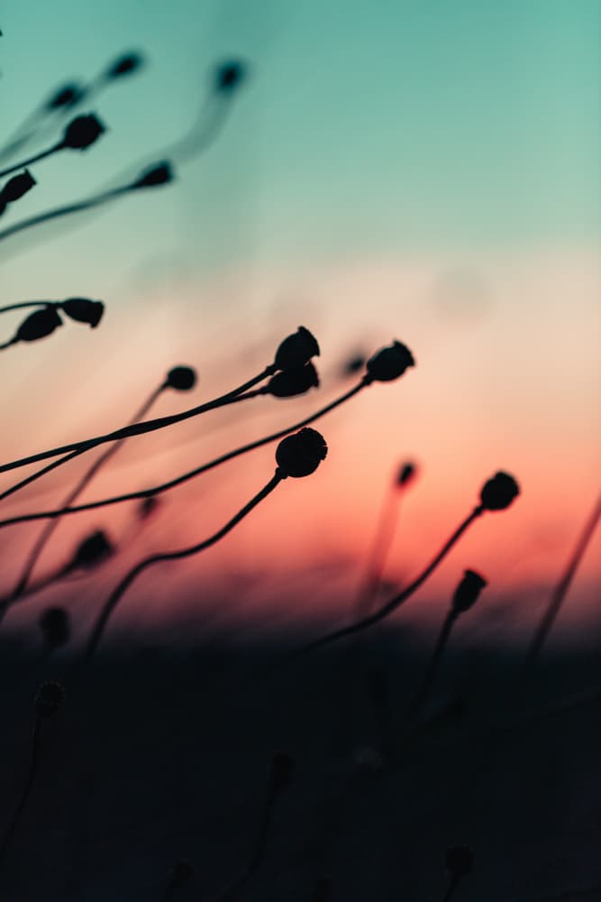 Sunset Plant Silhouettes by Javier Pardina — canvas wall art
