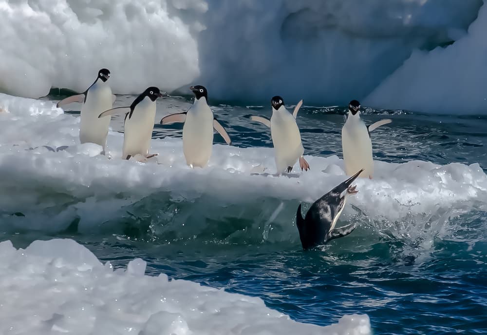 Playful Penguins Dive by Siyu_Wei APA — canvas wall art