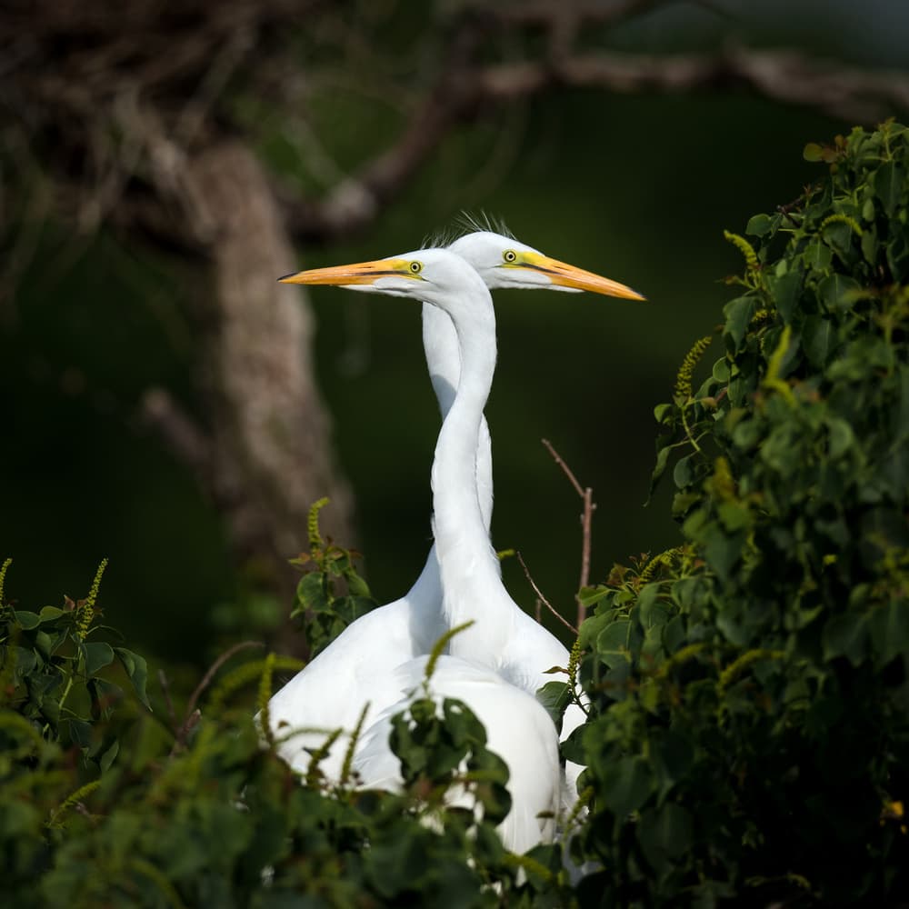 Intertwined Egrets by David H Yang — canvas wall art