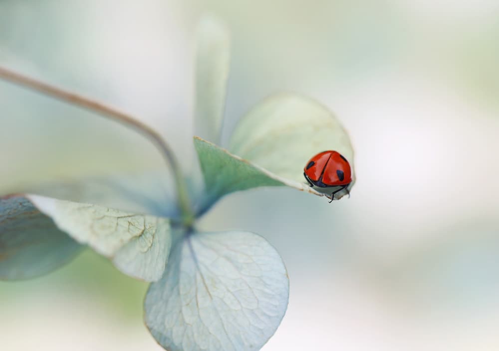 Ladybug on Soft Leaf by Ellen van Deelen — canvas wall art
