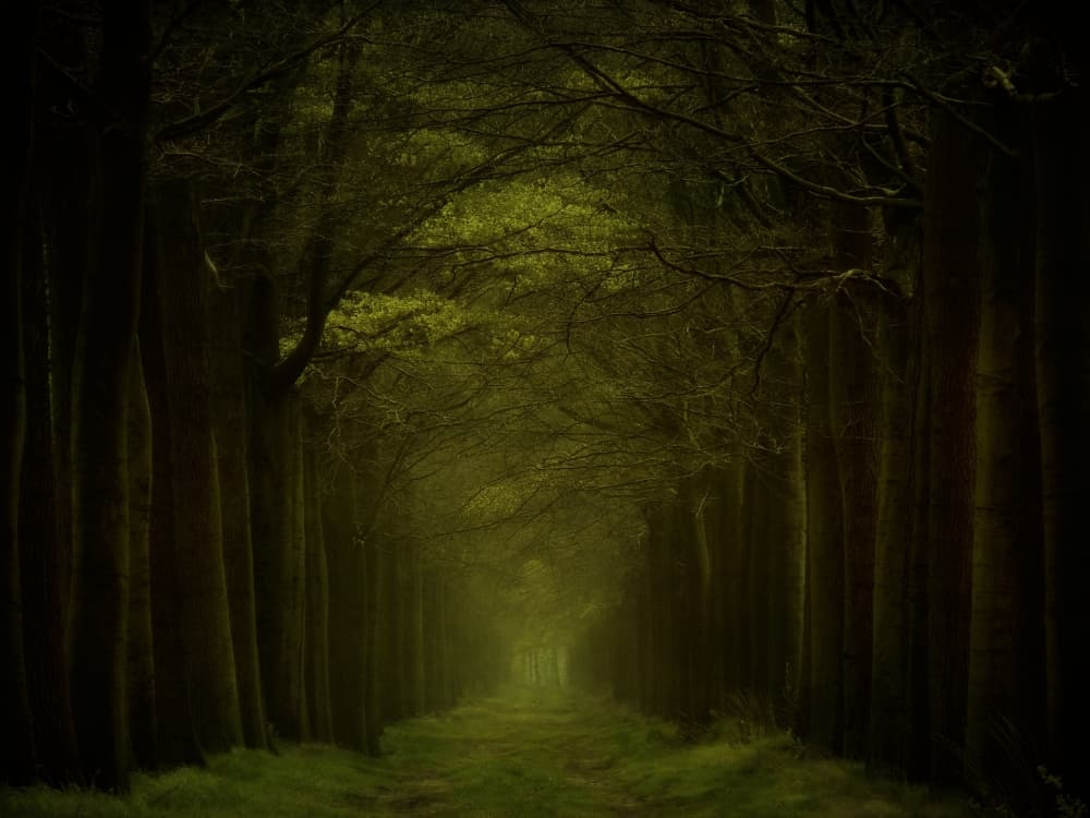 Dark Forest Path by Lars van de Goor † — canvas wall art