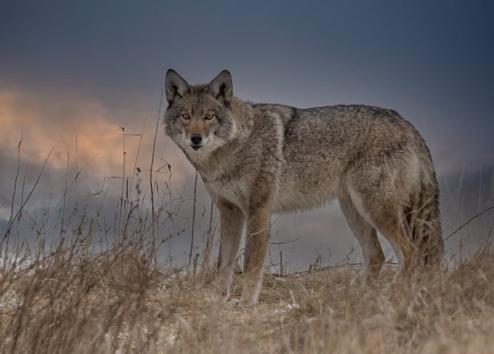 Alert Wild Coyote by Jasmine Suo — canvas wall art