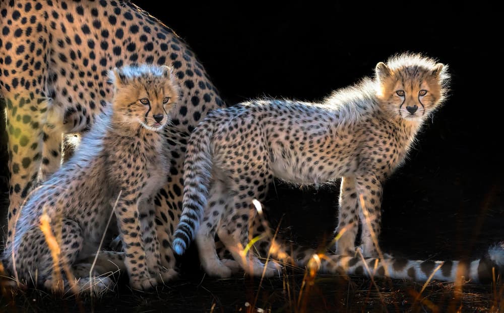 Curious Cheetah Cubs by Jun Zuo — canvas wall art