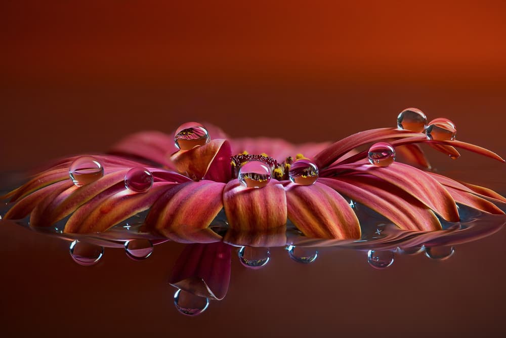 Floating Flower Water Drops by Silvia Spedicato — canvas wall art
