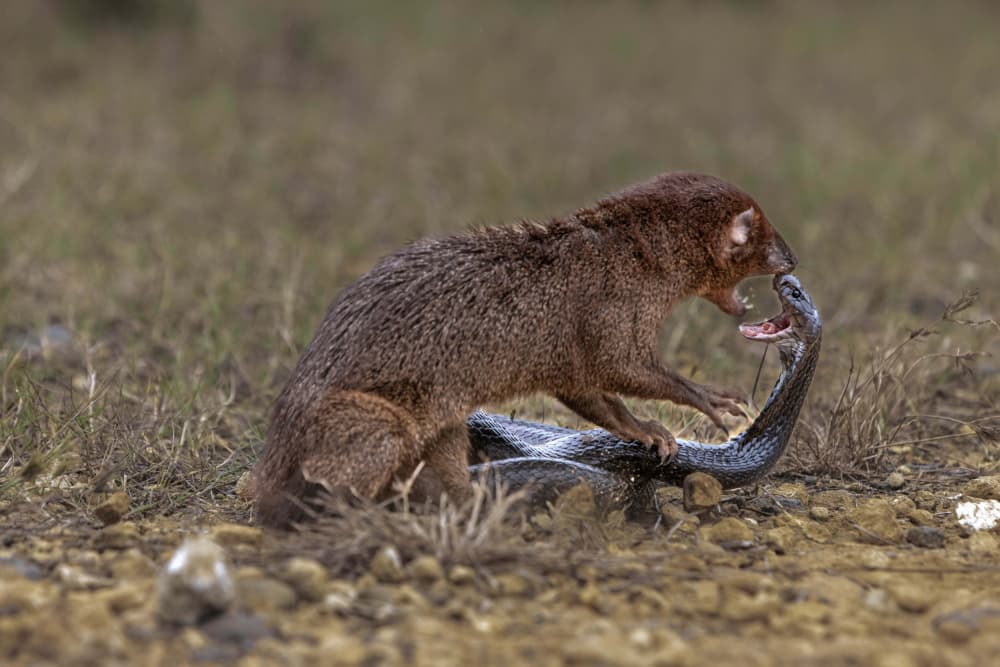 Mongoose Snake Battle by Agus Adriana — canvas wall art
