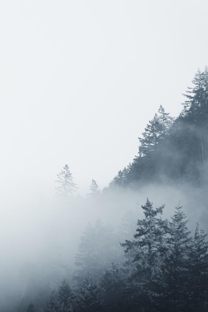 Morning Fog by Lynann Colligan — canvas wall art