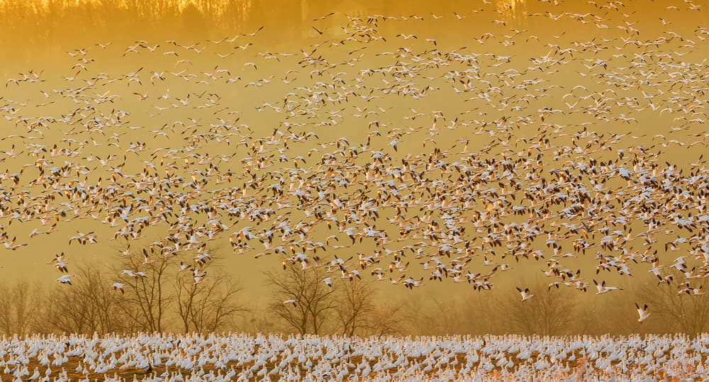 Golden Geese Migration by David Hua — canvas wall art