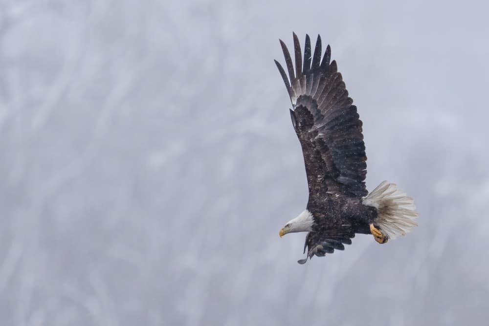 Flying Bald Eagle by John Fan — canvas wall art