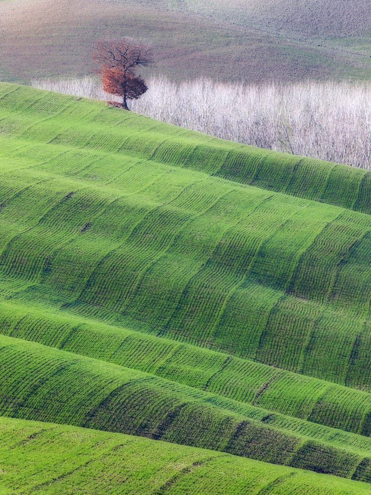 Solitary Tree Green Patterns by Marco Bizziocchi — canvas wall art