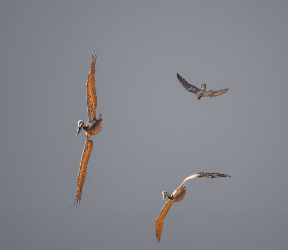 Soaring Pelicans by Allen SDCA — canvas wall art