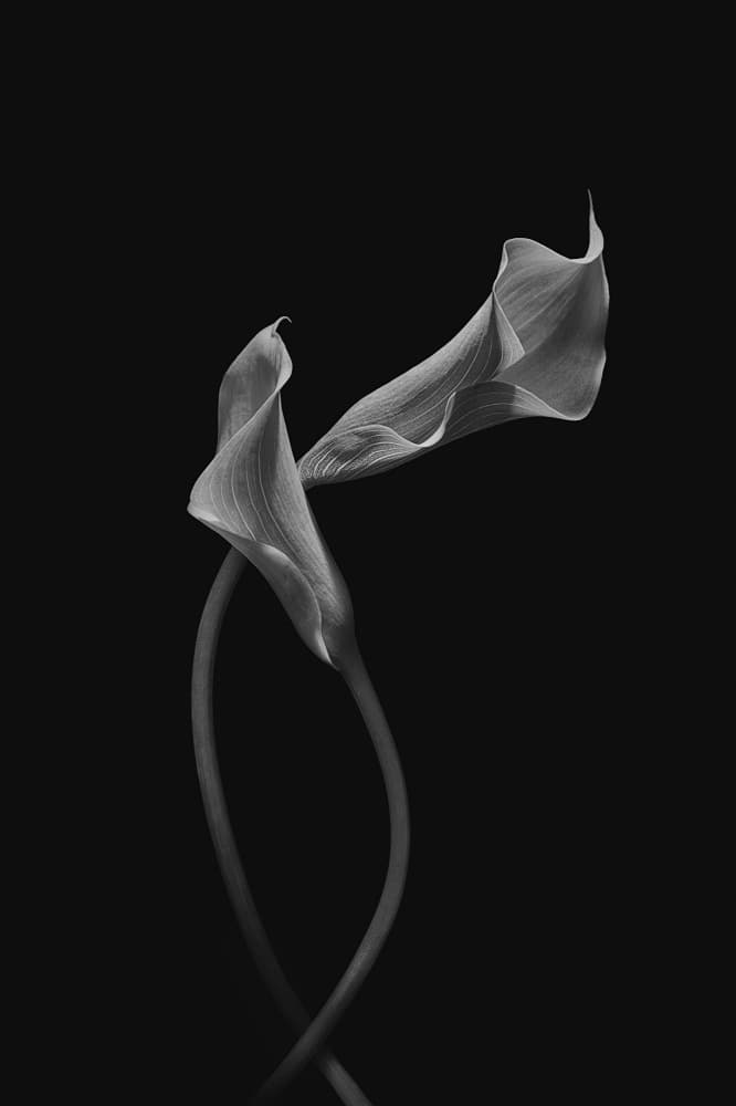 Graceful Calla Blooms by Lydia Jacobs — canvas wall art