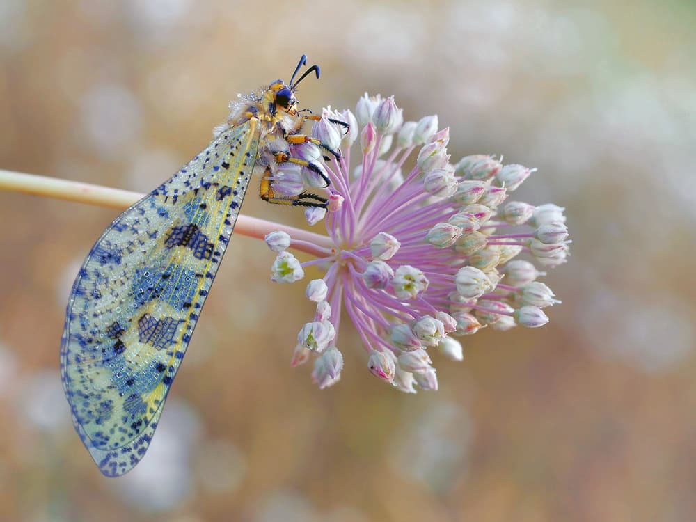 Blue Winged Antlion by Thierry Dufour — canvas wall art