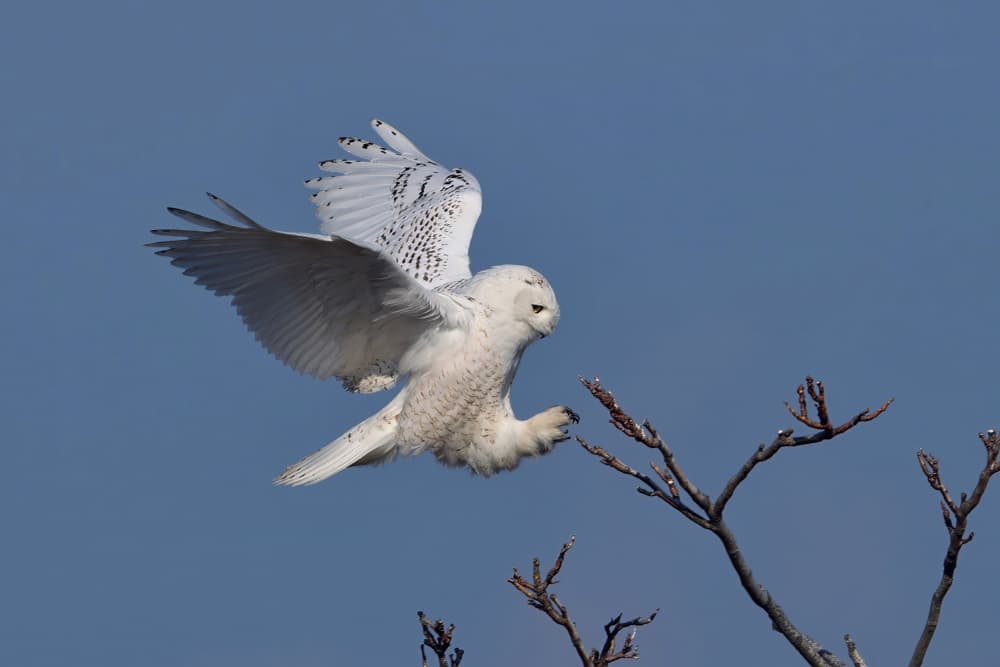 Snowy Owl In Flight by Gavin Lam — canvas wall art