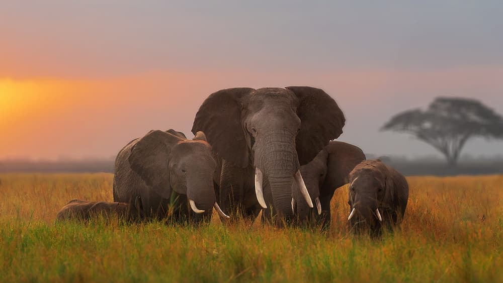 Elephant Family Sunset by Annie Poreider — canvas wall art