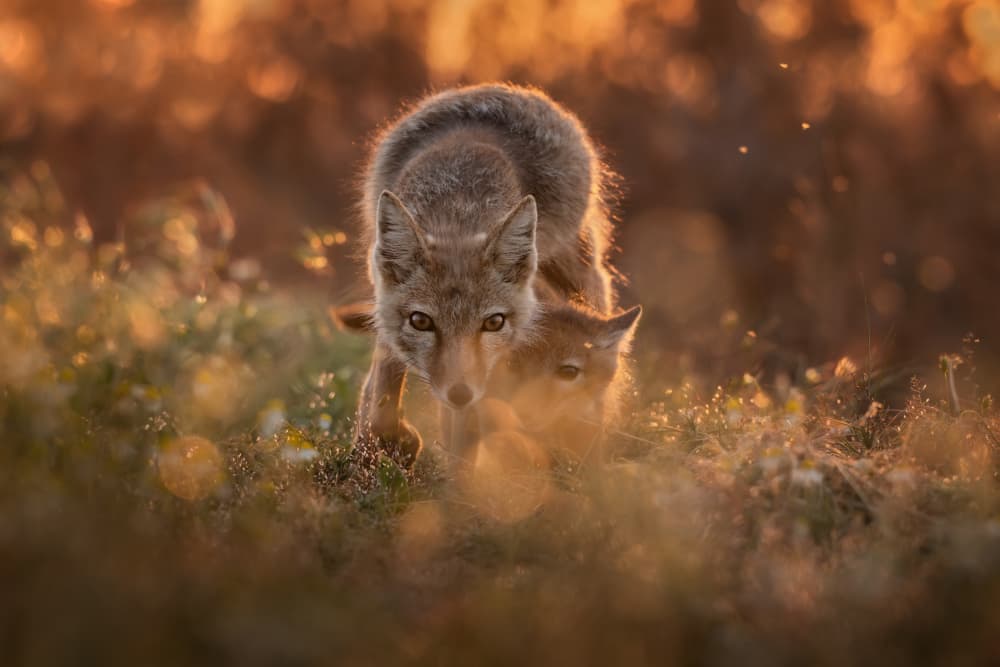 Golden Hour Foxes by Olga Rudchenko — canvas wall art