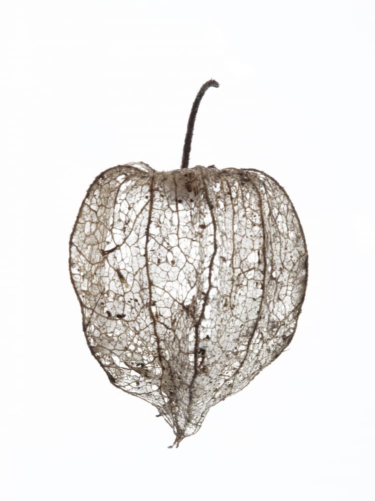 Fragile Nature's Veil by Shot by Clint — canvas wall art