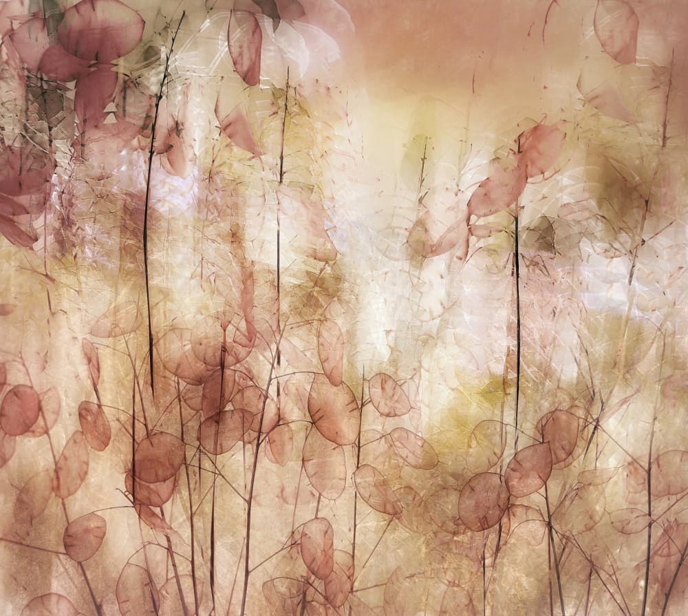 Seed pods by Nel Talen — canvas wall art