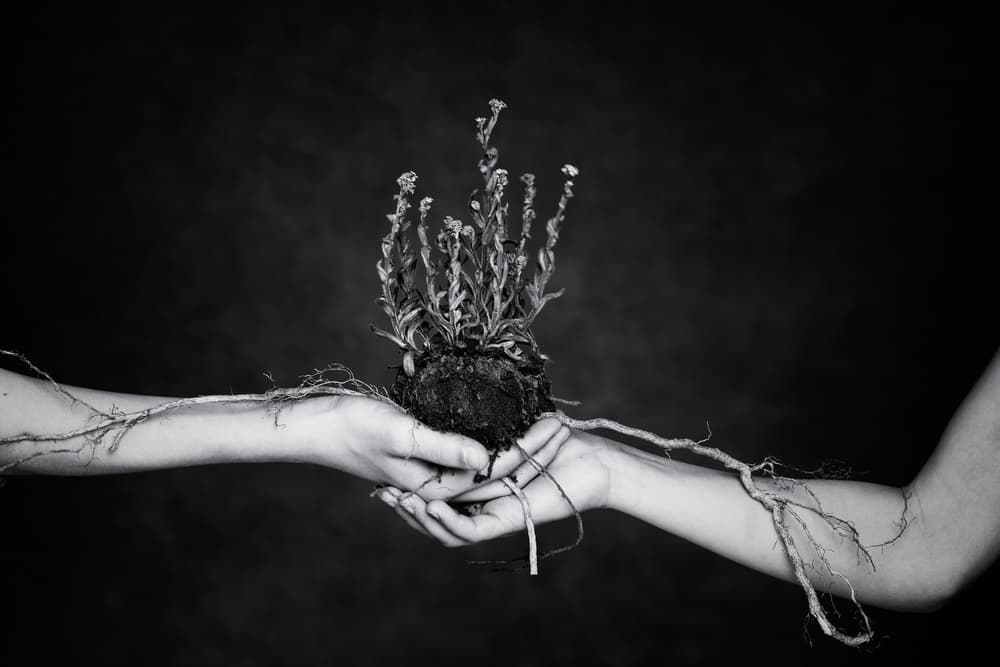 Nurturing Life's Roots by Mirjam Delrue — canvas wall art
