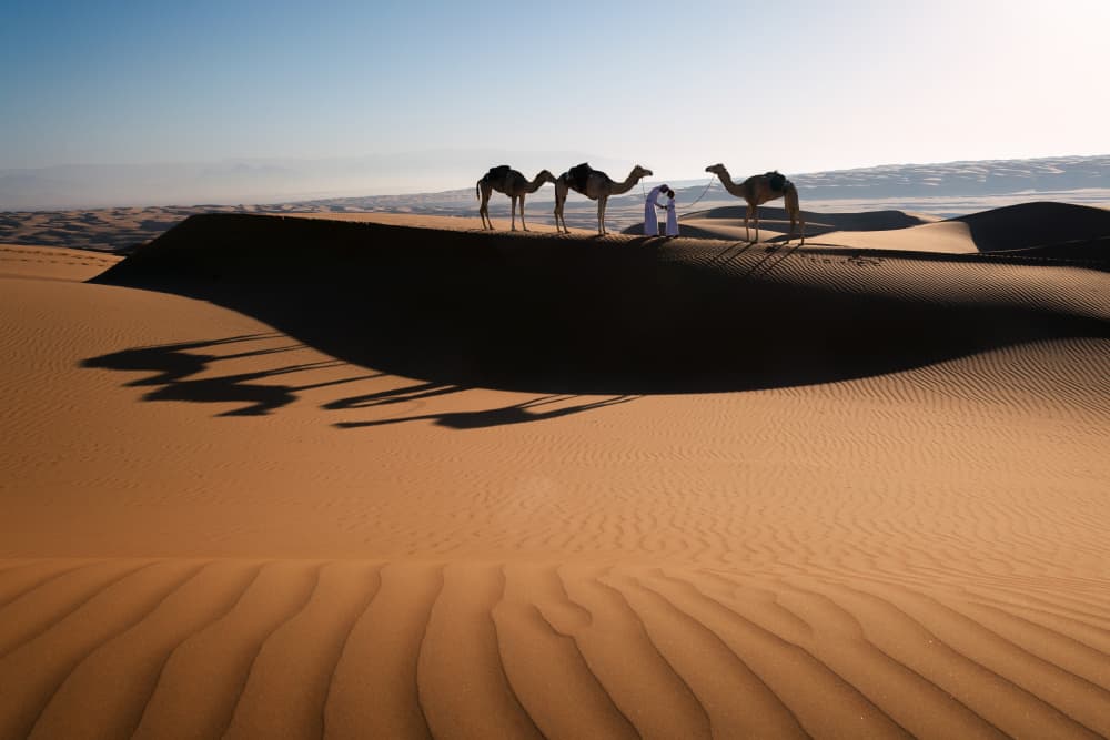 Desert Camels Golden Dunes by Ziyad AL Maashari — canvas wall art