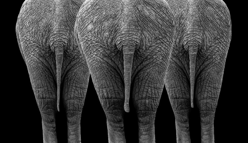 Three Elephant Tails by Sayyed Nayyer Reza — canvas wall art