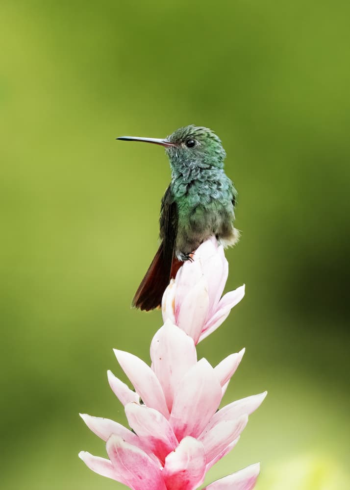 Green Hummingbird Pink Bloom by Ming Chen — canvas wall art