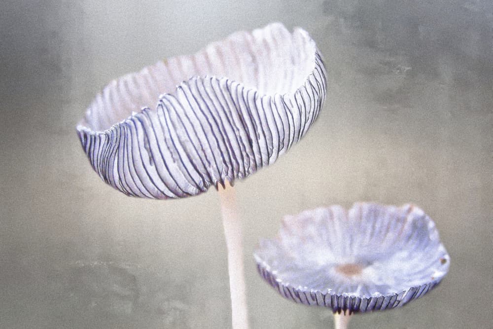Ethereal Pleated Fungi by Anna Cseresnjes — canvas wall art