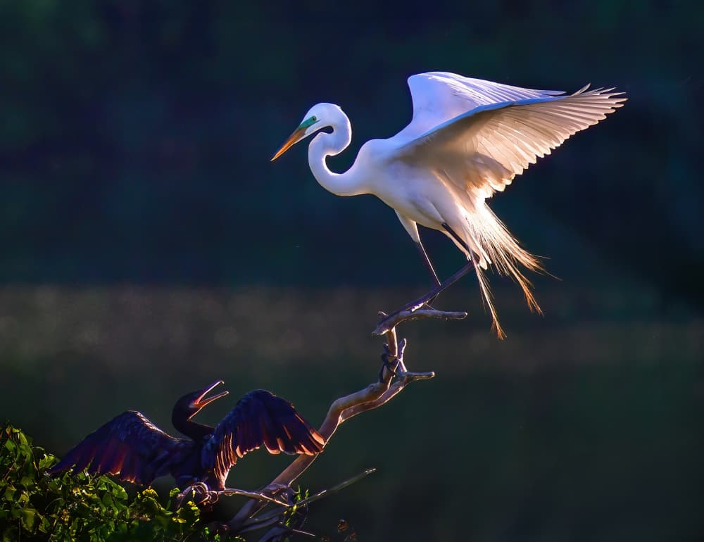 Birds In Golden Light by Yun Gong — canvas wall art