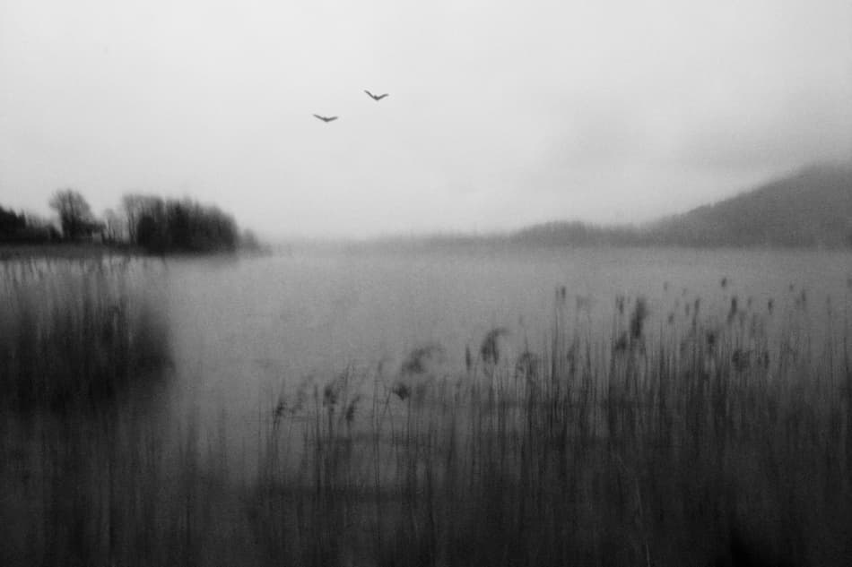 Misty Lake Birds by Christoph Hessel — canvas wall art