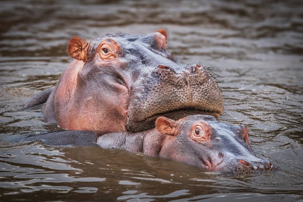 Hippo Mother and Calf by Jeffrey C. Sink — canvas wall art
